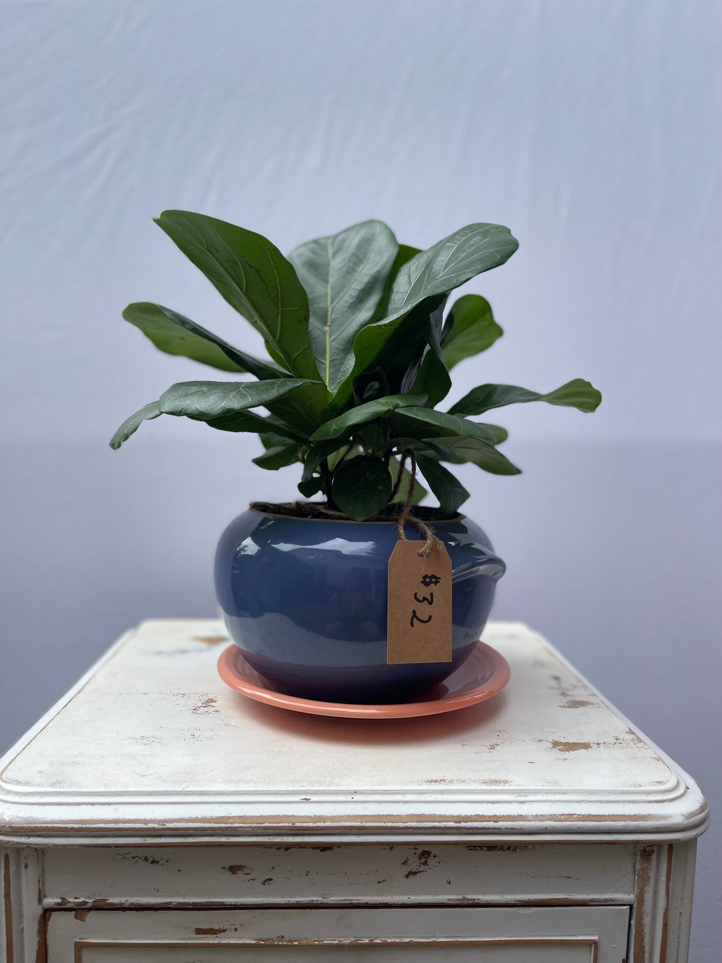 Pastel Crock Pot with Finn the Fiddle Fig