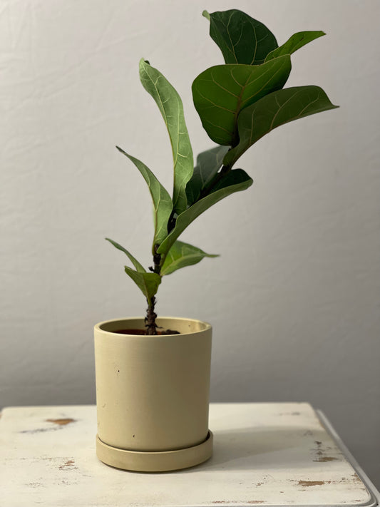 Finn (Ficus Lyrata 'Fiddle Leaf Fig')